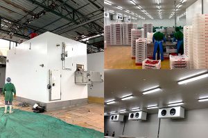 PLANTA CONGELADO - 1 TUNEL IQF 1500KG/H 1 CAMARA 800TN SALAS, ANTECAMARA  SISTEMA NH3, FREON